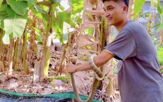 Mạc Văn Khoa gây choáng khi bắt rắn ngay tại vườn rau trong biệt thự 50 tỷ