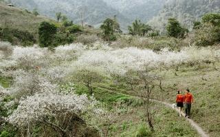 Mùa hoa mận nở trắng cổng trời Mường Lống, cảnh đẹp như 'tiểu Sa Pa ở Nghệ An'