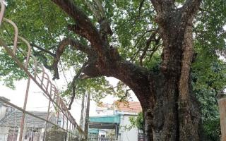 Cây thị hơn 700 tuổi ở Ninh Bình được cả làng bảo vệ, coi như báu vật